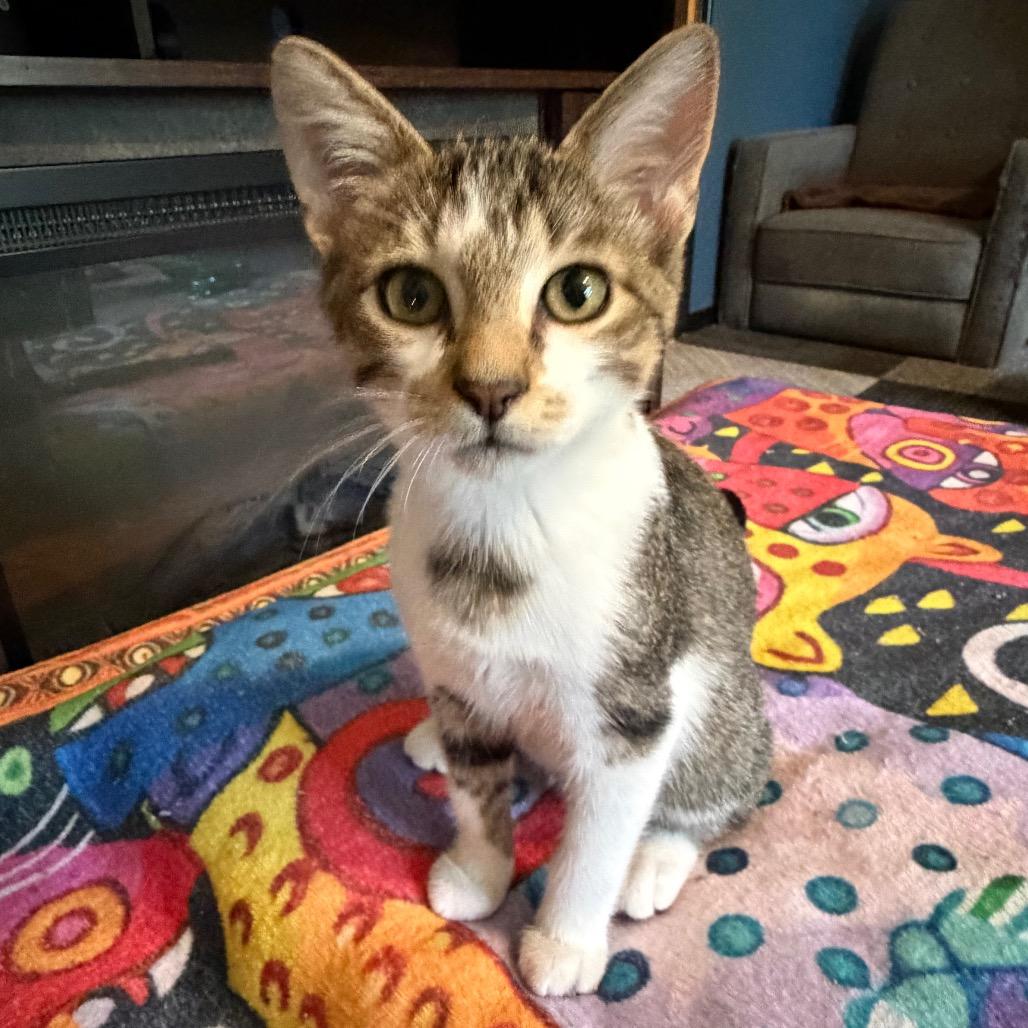 Gus, Adoptable, Kitten Male Domestic Short Hair.