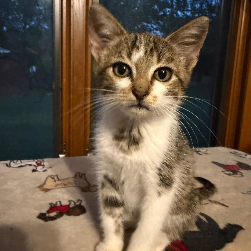 Enlarge Gus, a Adoptable Domestic Short Hair in Brighton, MO image 2/4