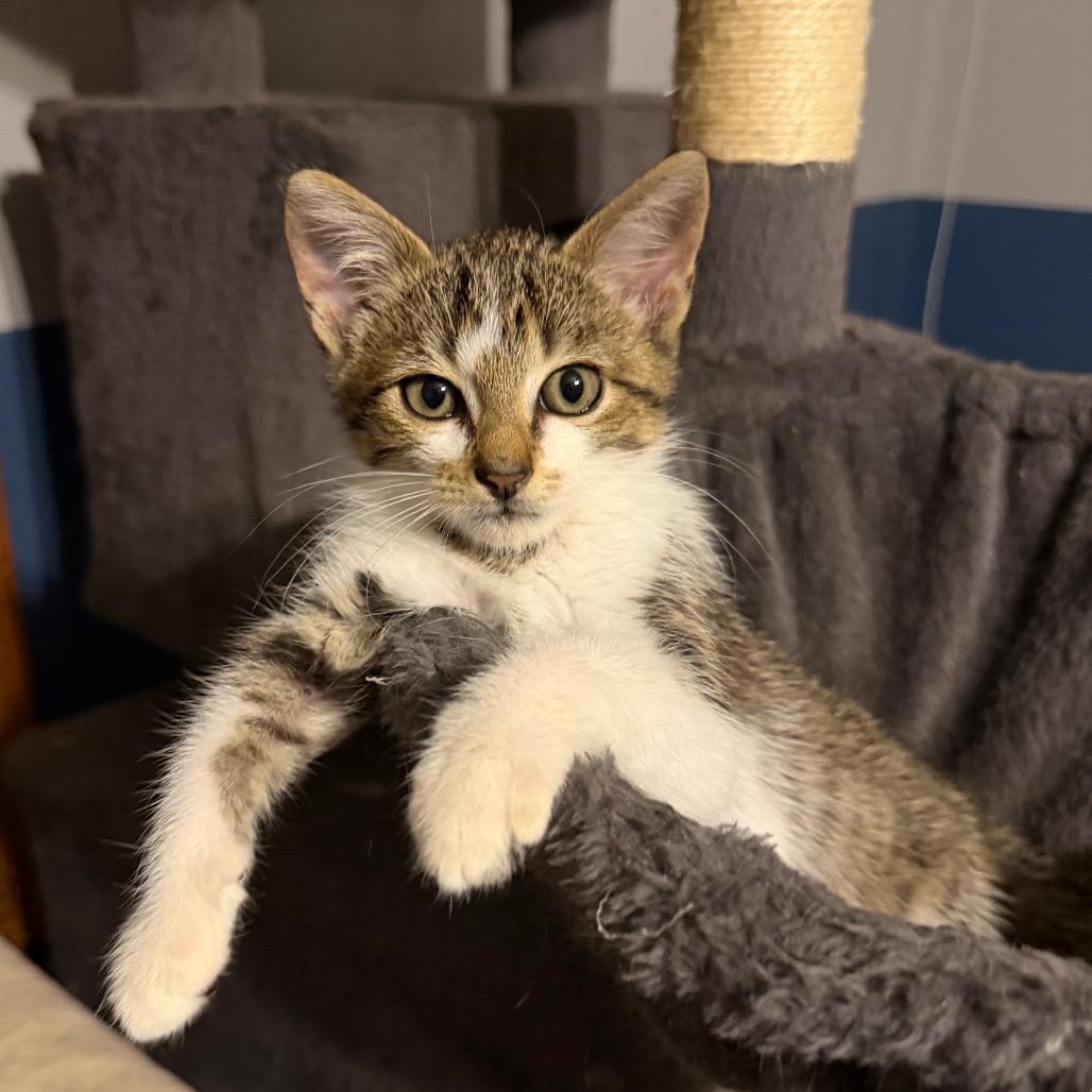 Enlarge Gus, a Adoptable Domestic Short Hair in Brighton, MO image 3/4