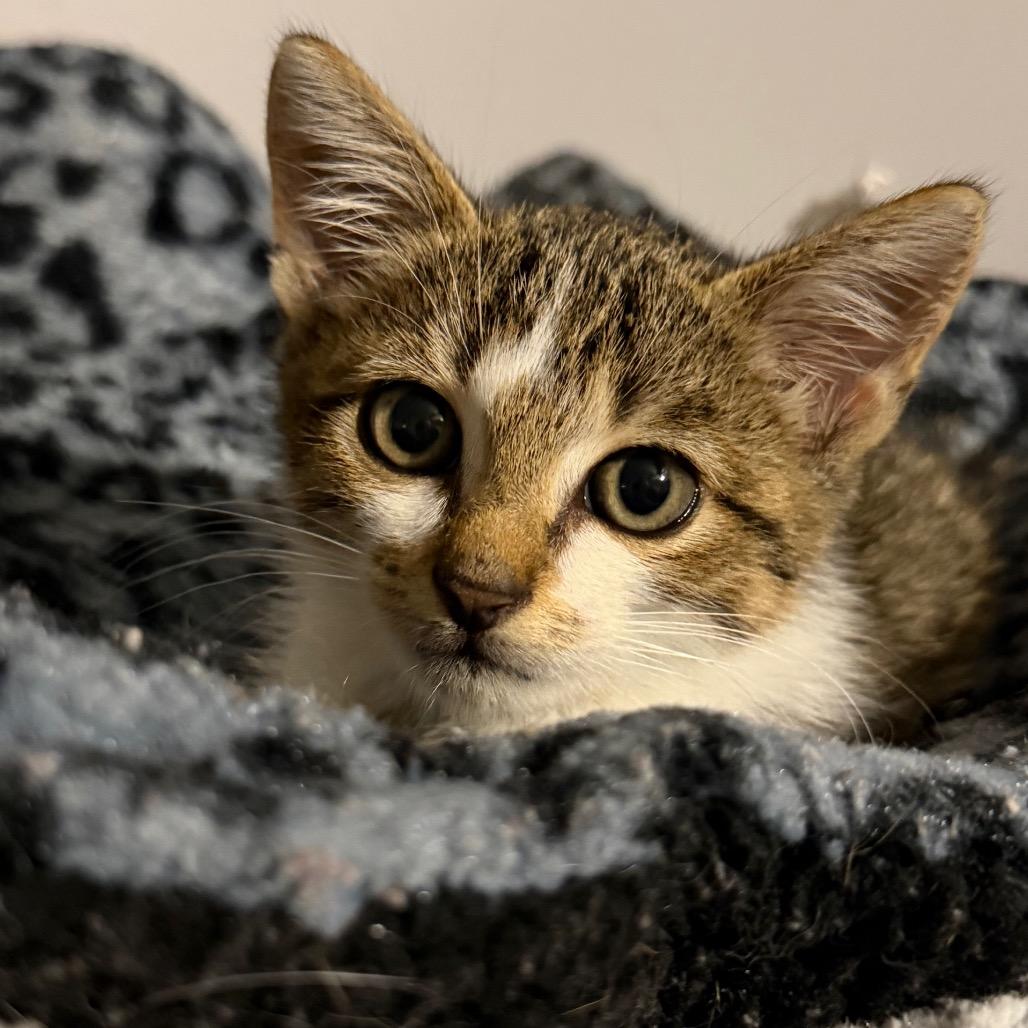 Enlarge Gus, a Adoptable Domestic Short Hair in Brighton, MO image 4/4