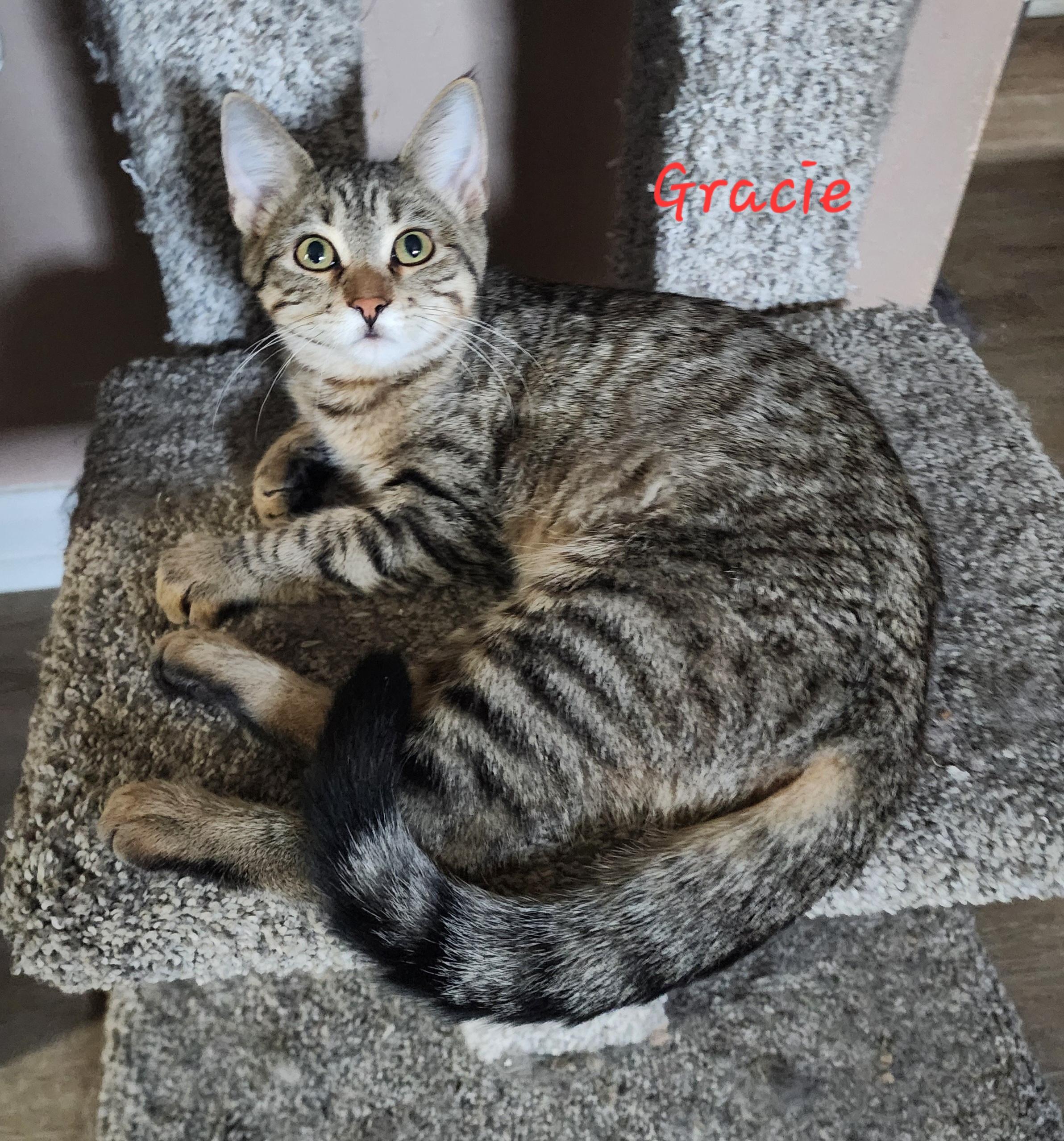 Gracie, Adoptable, Kitten Female Domestic Short Hair.