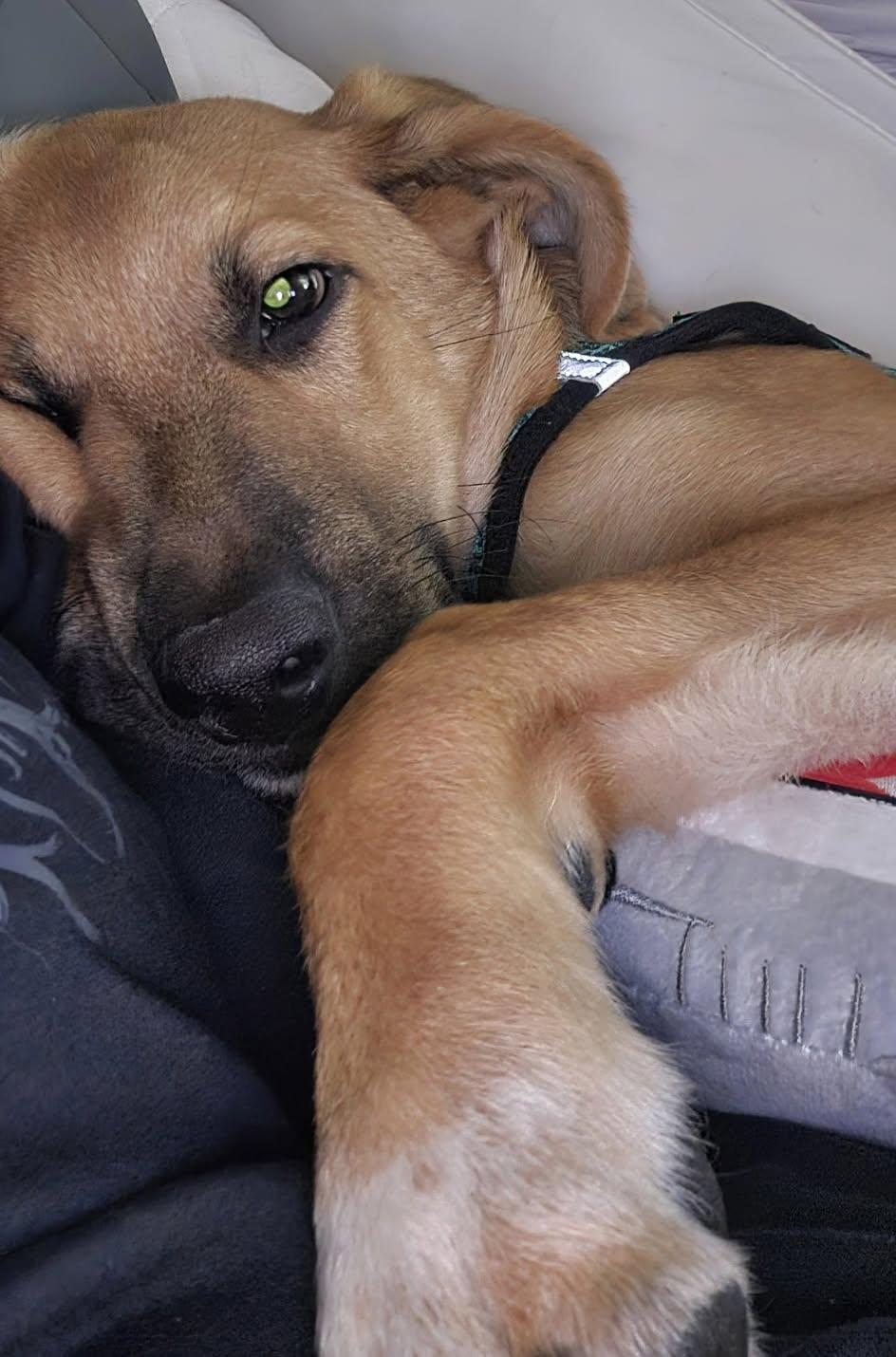 Toffee, Adoptable, Young Female Anatolian Shepherd.