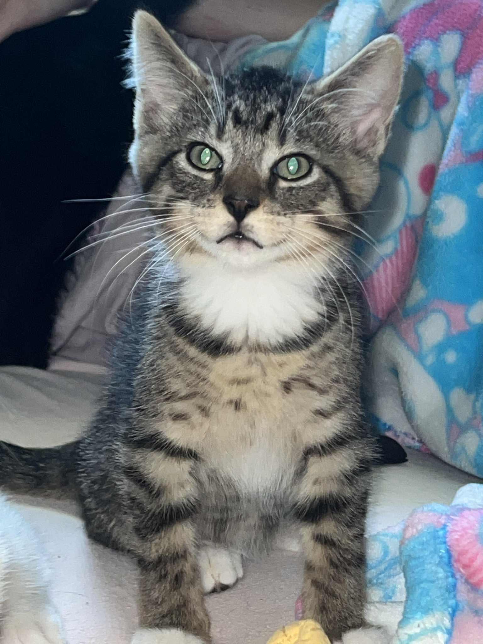 Cabbage, Baby Female Domestic Short Hair