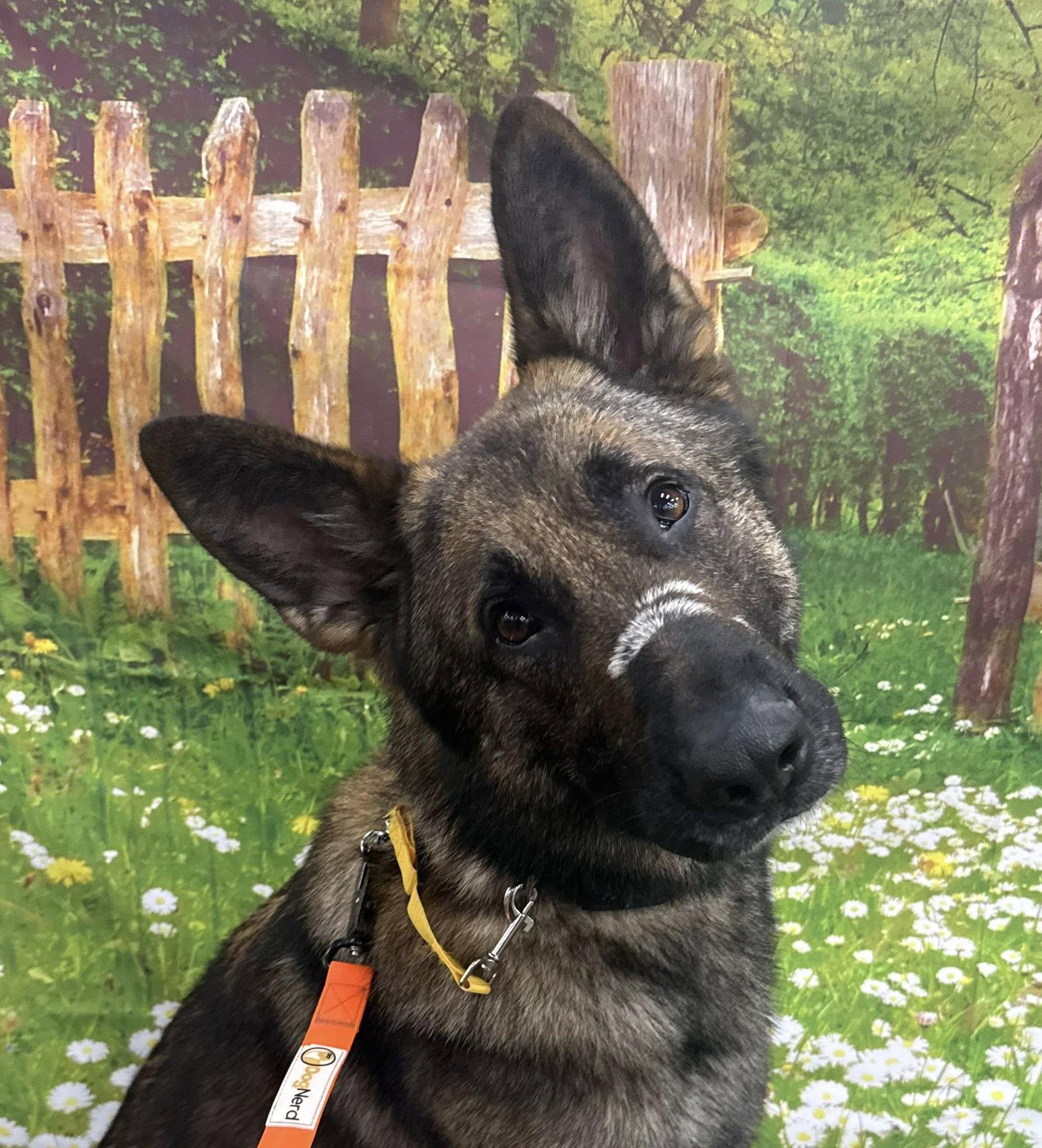 Axel, ADOPTABLE, Adult Male German Shepherd Dog.