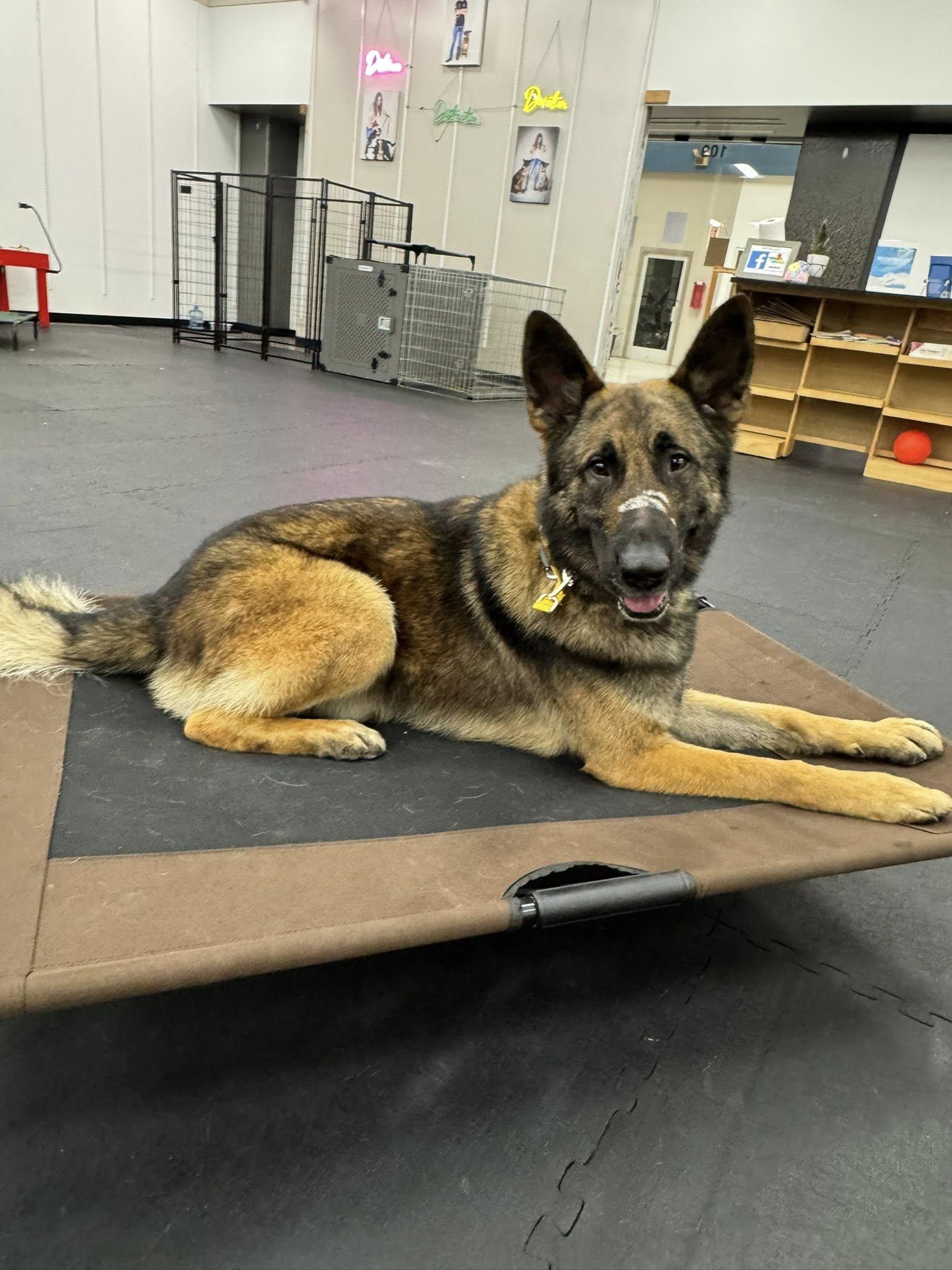 Enlarge Axel, a ADOPTABLE German Shepherd Dog in North Bend, OR image 2/2