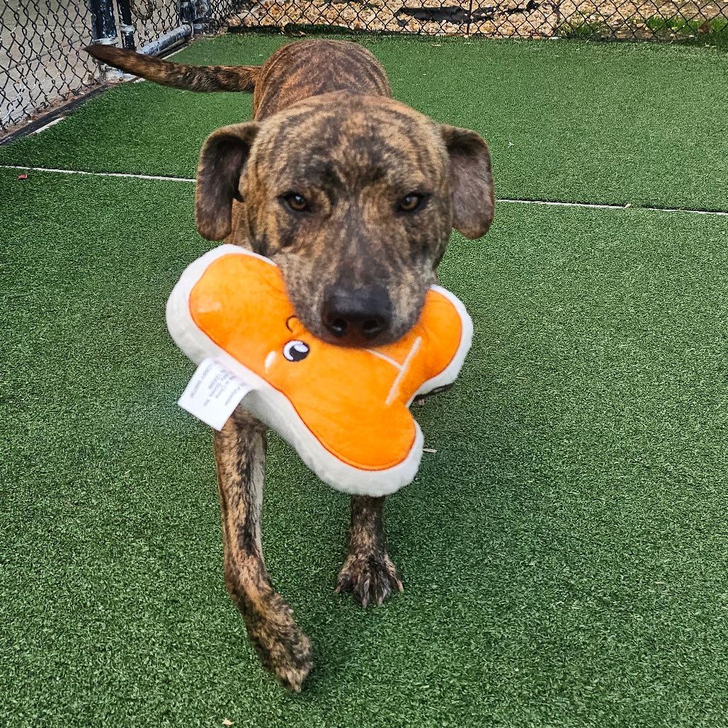 Biggie, Adoptable, Young Male Pit Bull Terrier & Labrador Retriever.