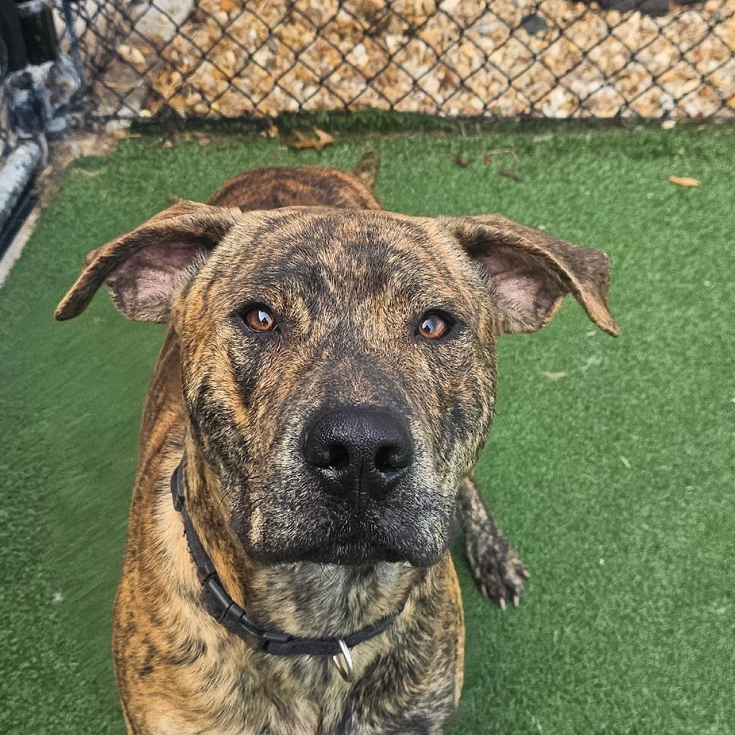 Biggie, a Adoptable mixed breed in Concord, NC image 2/2