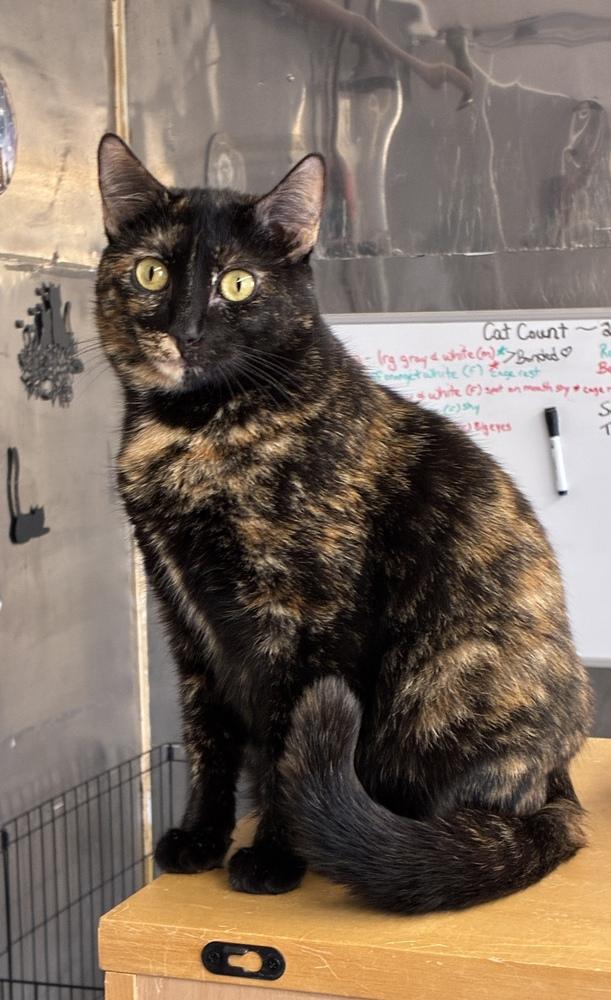 Sweet ShellieMay, Adoptable, Young Female Domestic Short Hair.