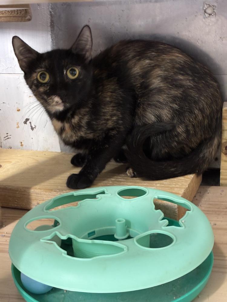 Sweet ShellieMay, Adoptable, Young Female Domestic Short Hair.