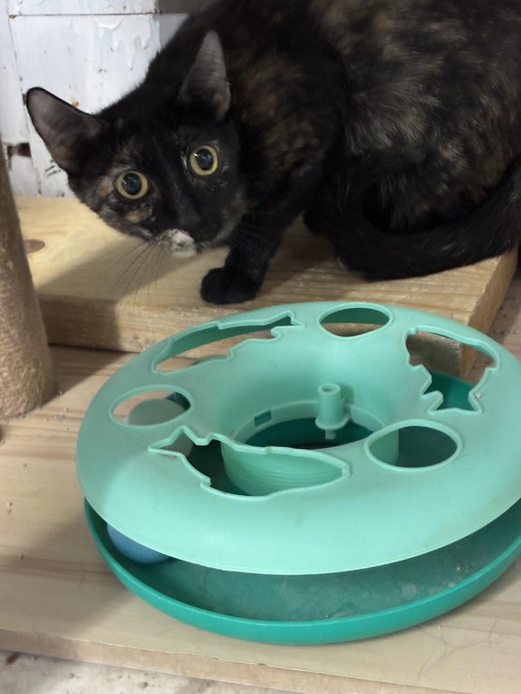 Enlarge Sweet ShellieMay, a Adoptable Domestic Short Hair in Randolph, MA image 3/4