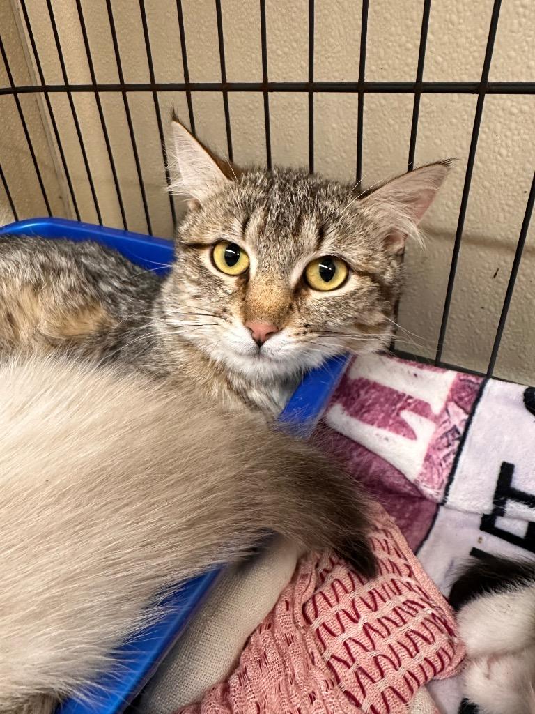 Julep, Adoptable, Young Female Domestic Medium Hair.