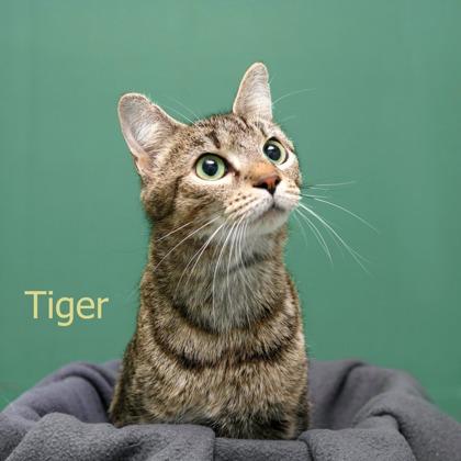 Enlarge Tiger, a Adoptable mixed breed in Parma, OH image 1/1
