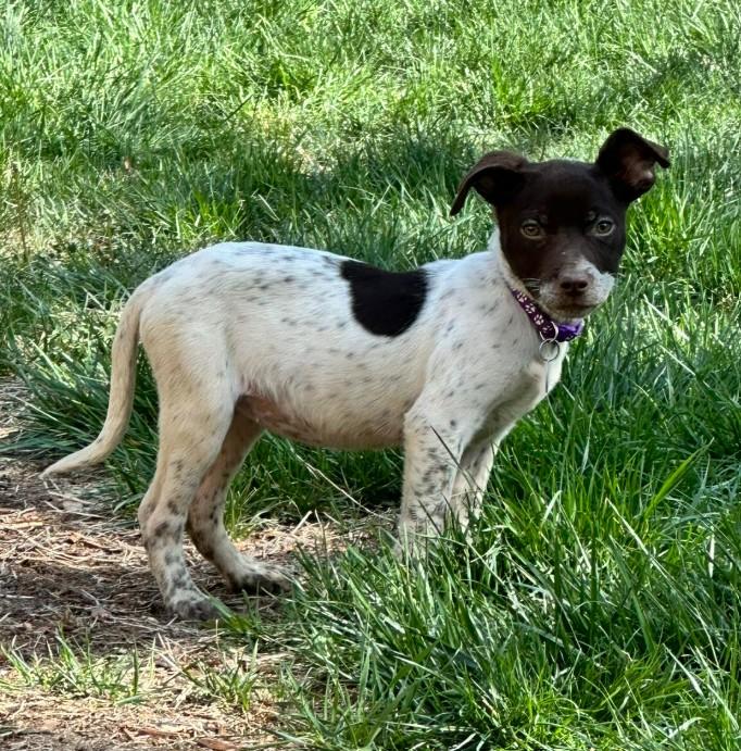 DAISY, a ADOPTABLE mixed breed in Lincoln, NE image 6/6