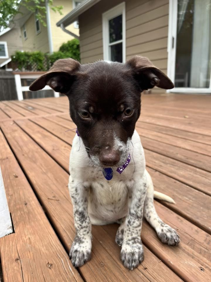 DAISY, a ADOPTABLE mixed breed in Lincoln, NE image 2/6