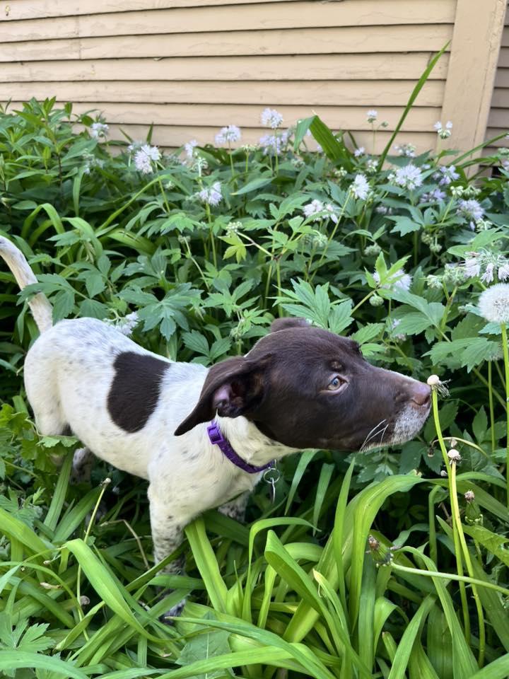 DAISY, a ADOPTABLE mixed breed in Lincoln, NE image 5/6