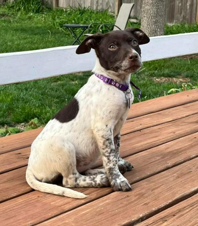 DAISY, a ADOPTABLE mixed breed in Lincoln, NE image 1/6