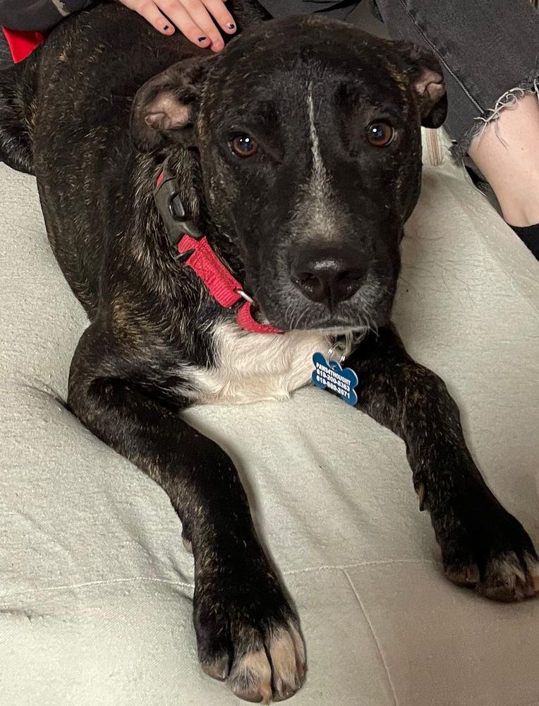 Enlarge Cookie - Brindle, a Adoptable mixed breed in Bonita, CA image 1/4