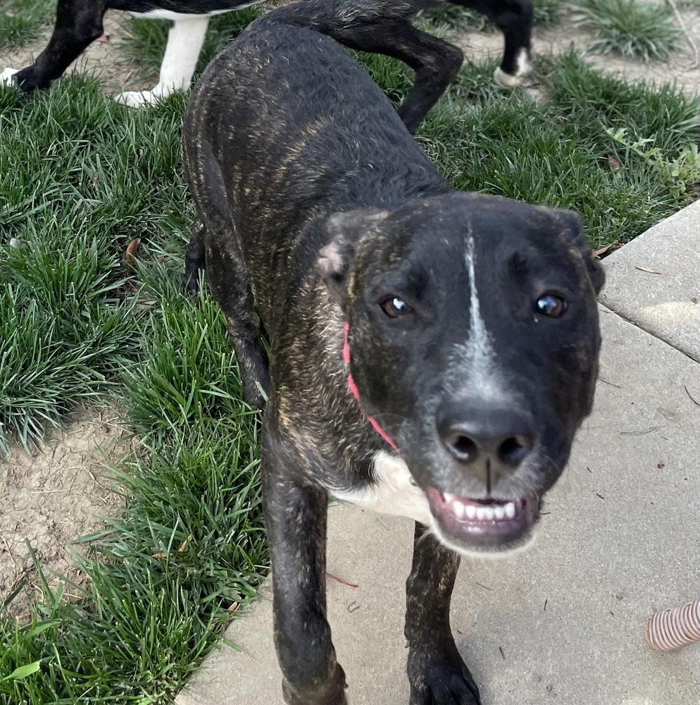 Enlarge Cookie - Brindle, a Adoptable mixed breed in Bonita, CA image 2/4