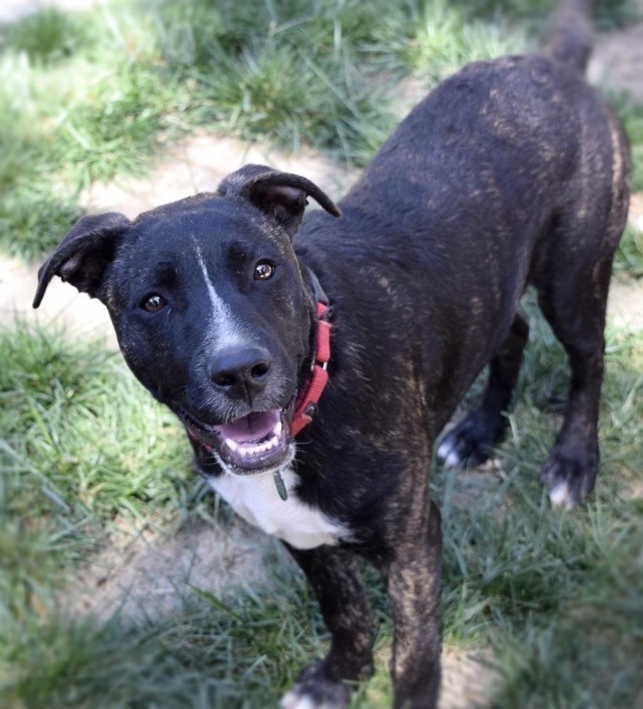 Enlarge Cookie - Brindle, a Adoptable mixed breed in Bonita, CA image 3/4