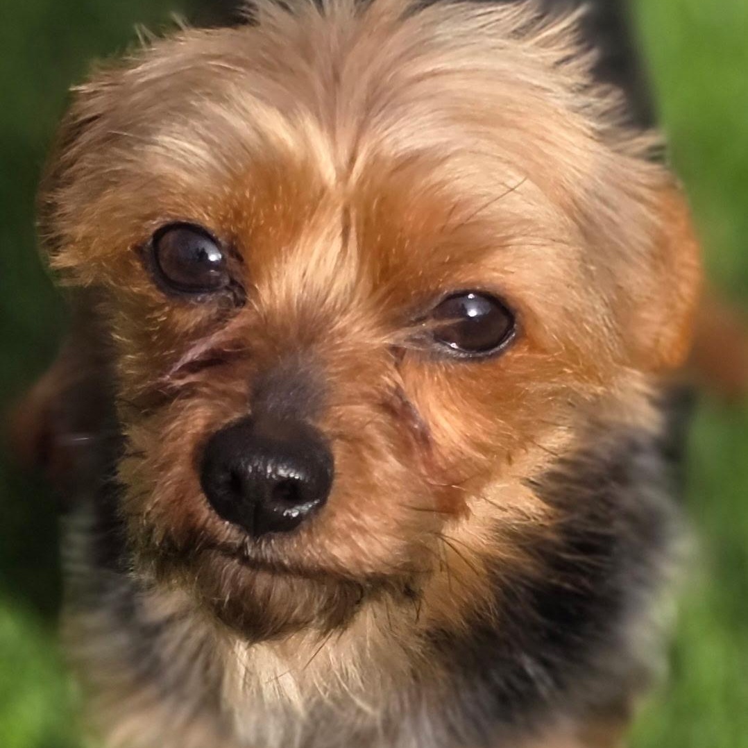 Enlarge Bibi, a ADOPTABLE Yorkshire Terrier in Anderson, SC image 2/2