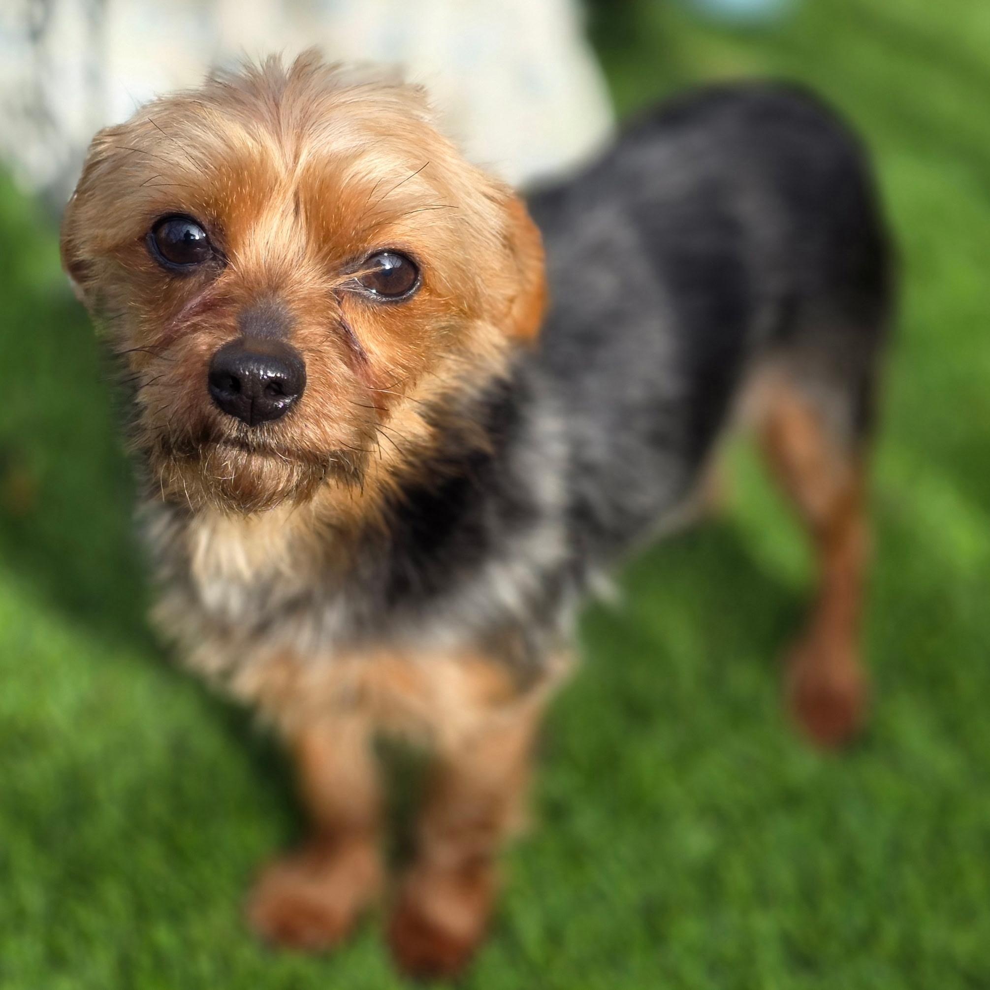 Bibi, ADOPTABLE, Adult Female Yorkshire Terrier.