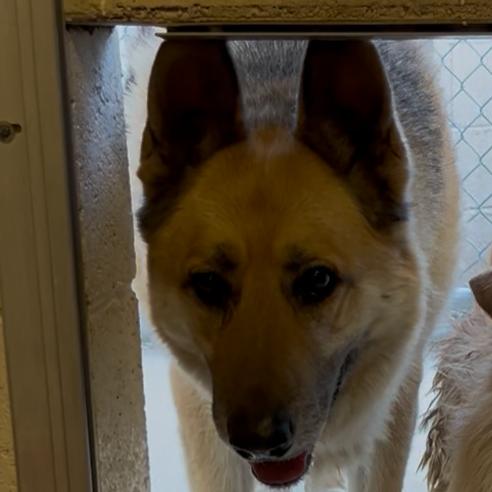 Bobby, Adoptable, Adult Male German Shepherd Dog.