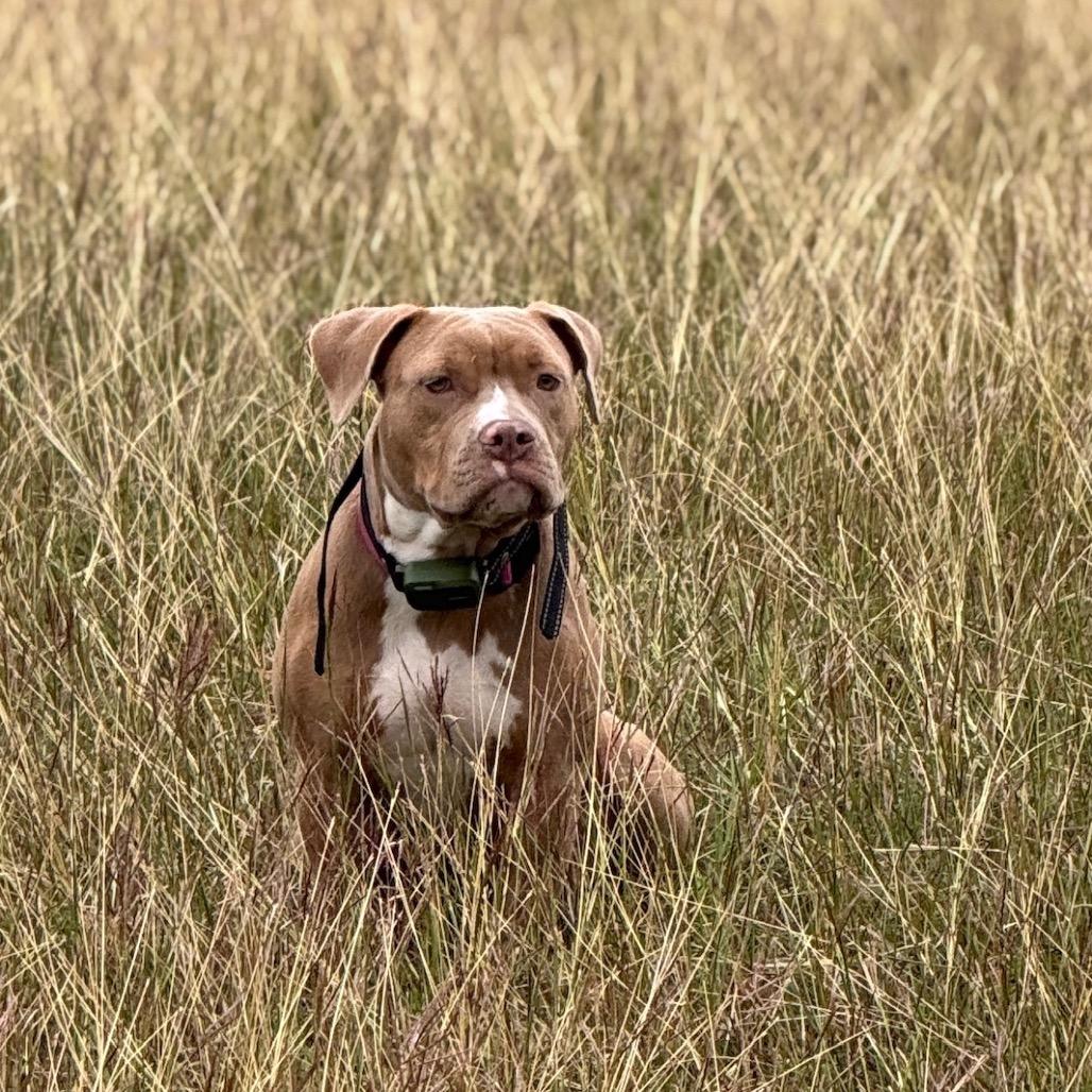 Mavericks, Adoptable, Adult Female Pit Bull Terrier & Mixed Breed.