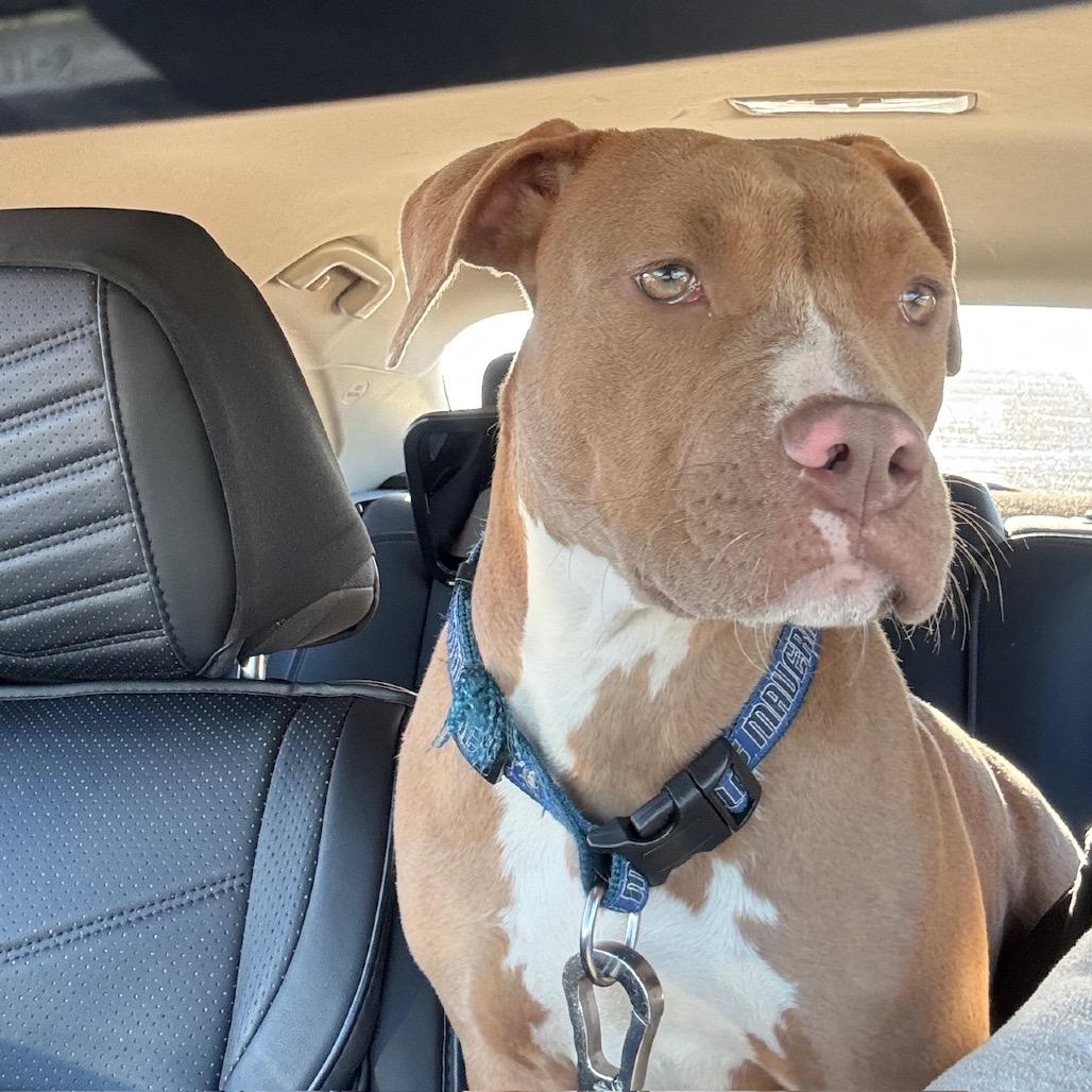 Enlarge Mavericks, a Adoptable mixed breed in Dallas, TX image 2/3