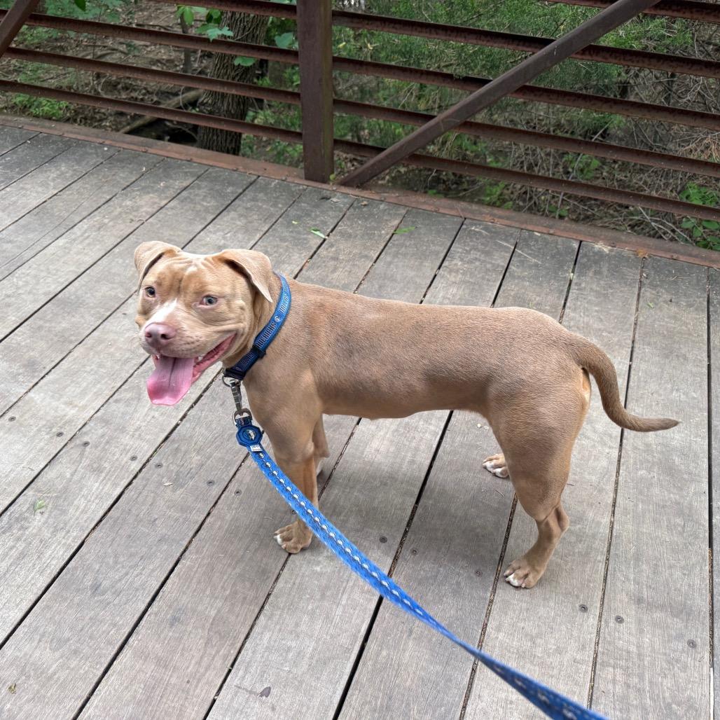 Enlarge Mavericks, a Adoptable mixed breed in Dallas, TX image 3/3