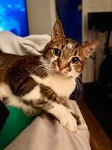 Apollo, Adoptable, Adult Male Domestic Short Hair.