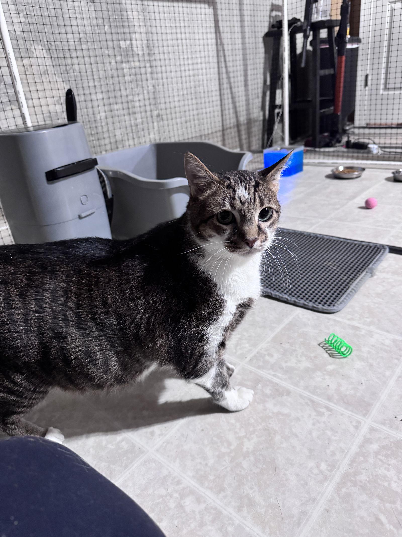 Buddy Boy, Adoptable, Adult Male Domestic Short Hair.