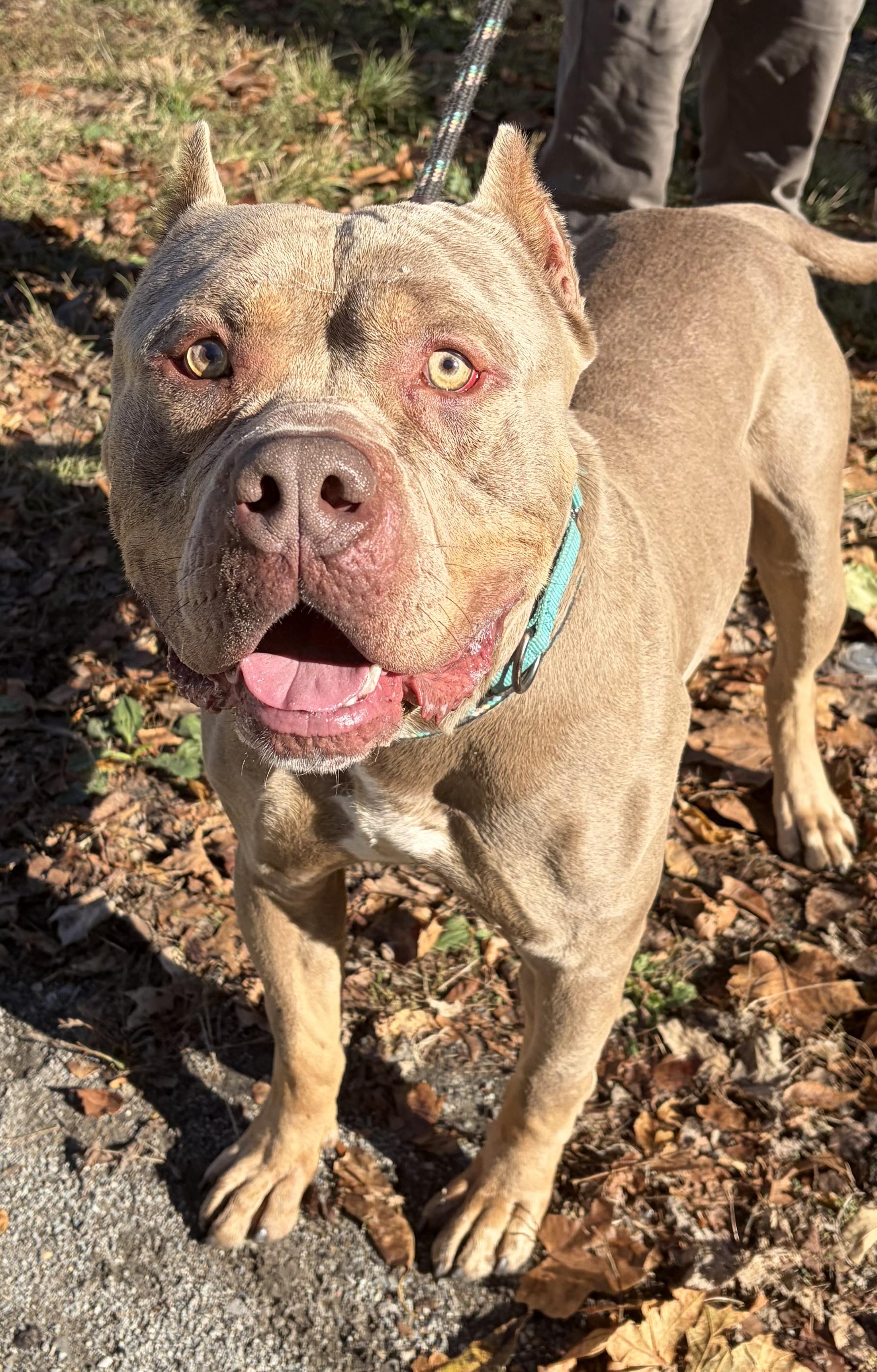 Enlarge Drax, a Adoptable American Bully in McKeesport, PA image 3/6