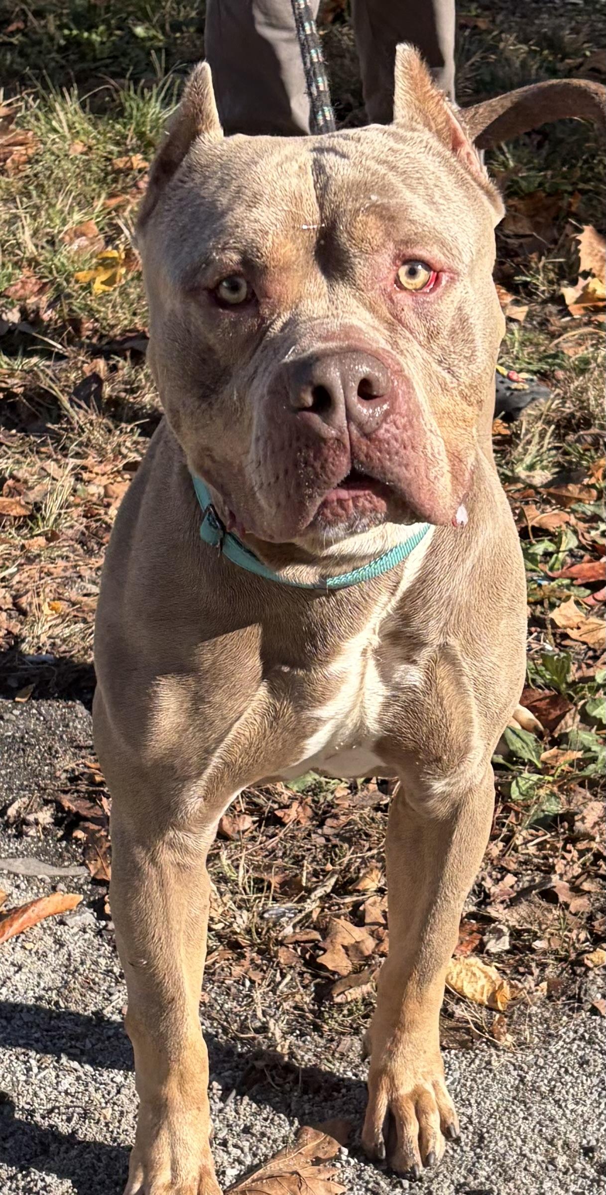 Enlarge Drax, a Adoptable American Bully in McKeesport, PA image 4/6