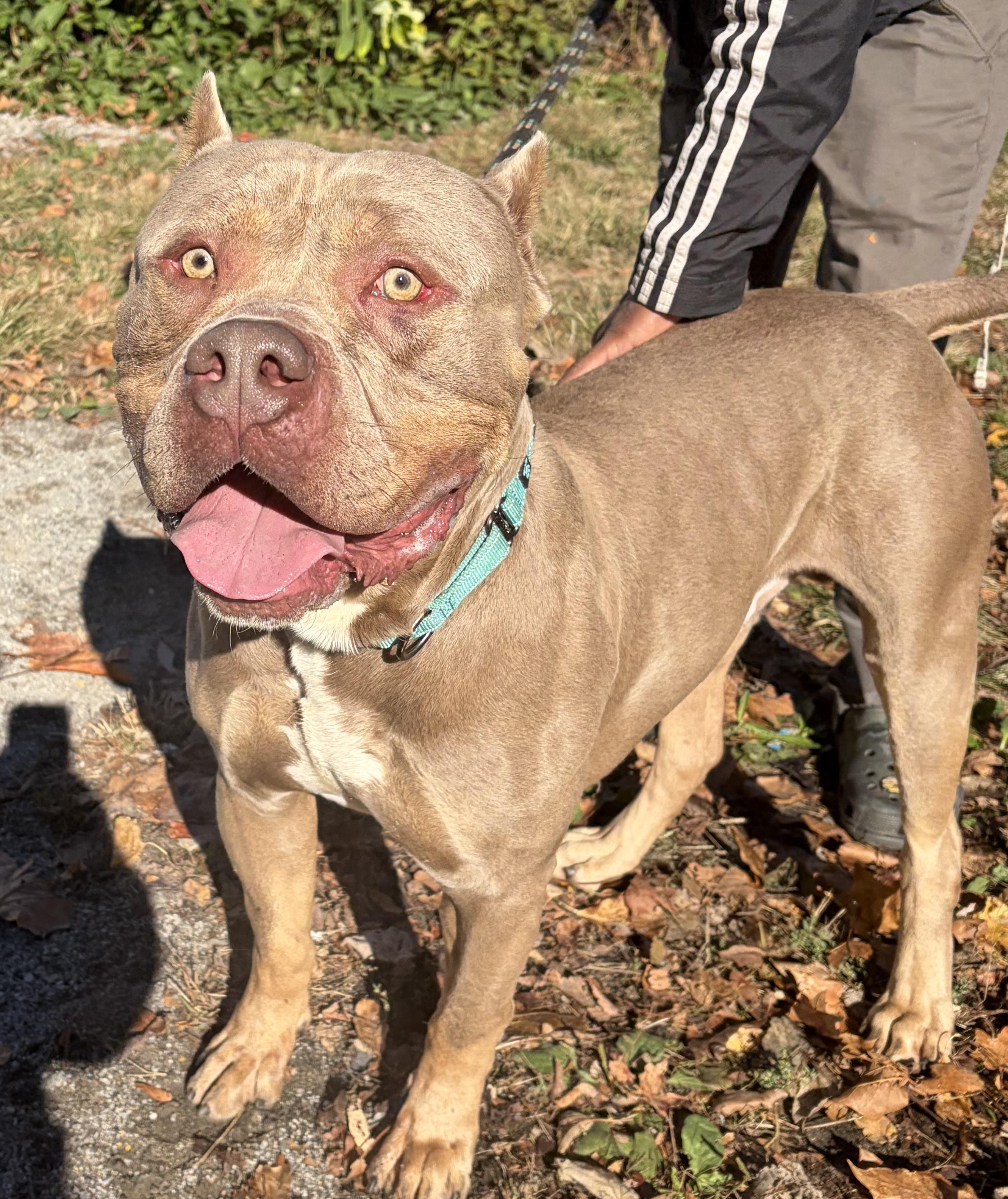 Enlarge Drax, a Adoptable American Bully in McKeesport, PA image 1/6