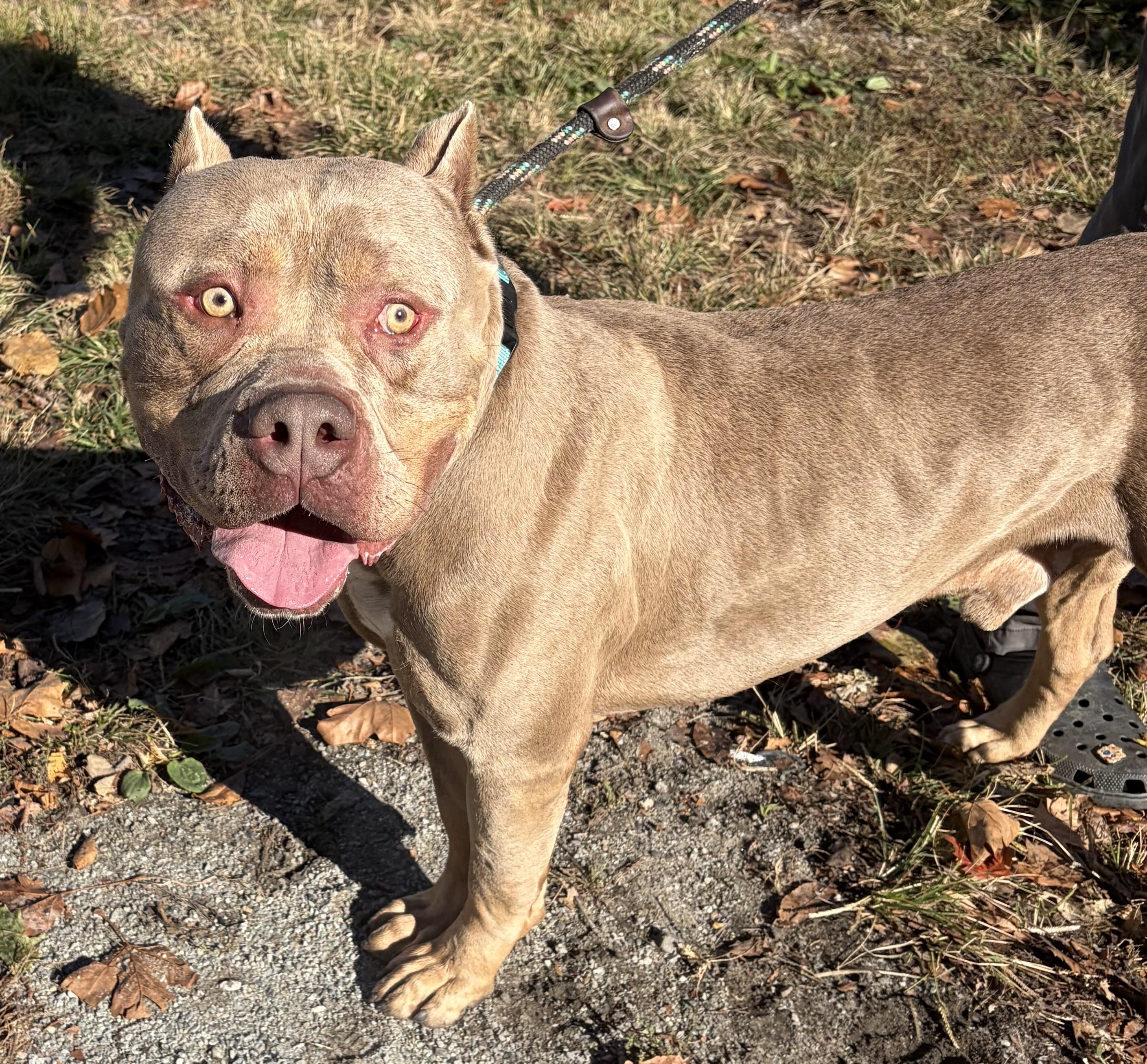 Enlarge Drax, a Adoptable American Bully in McKeesport, PA image 2/6