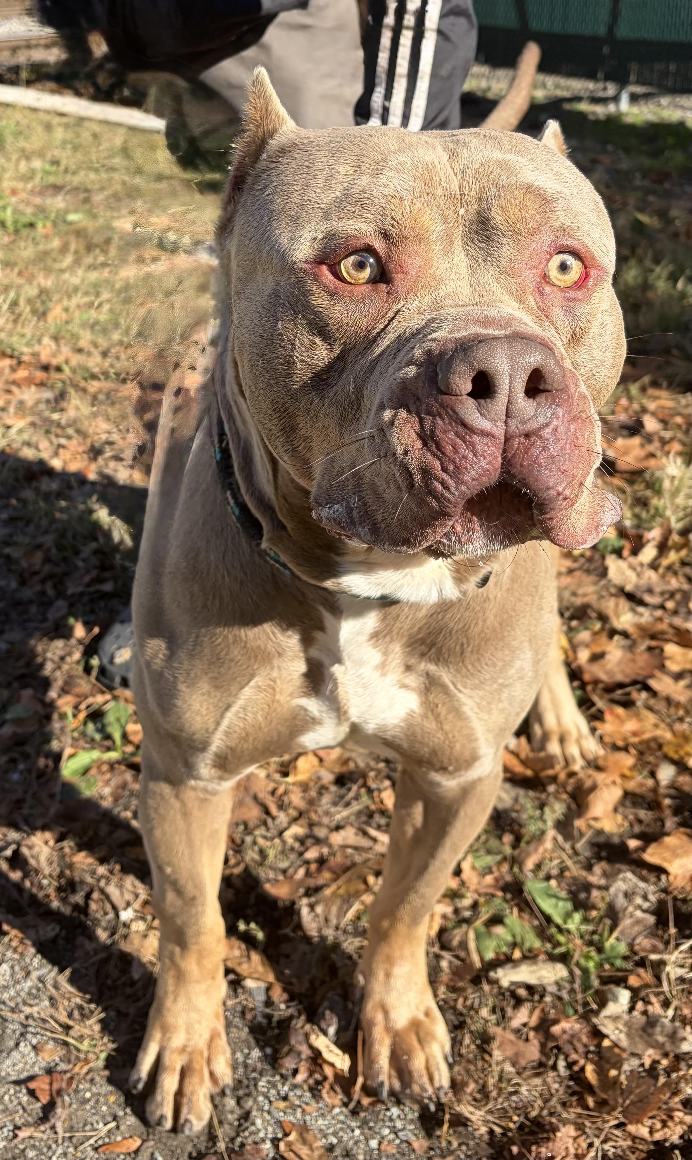 Enlarge Drax, a Adoptable American Bully in McKeesport, PA image 6/6