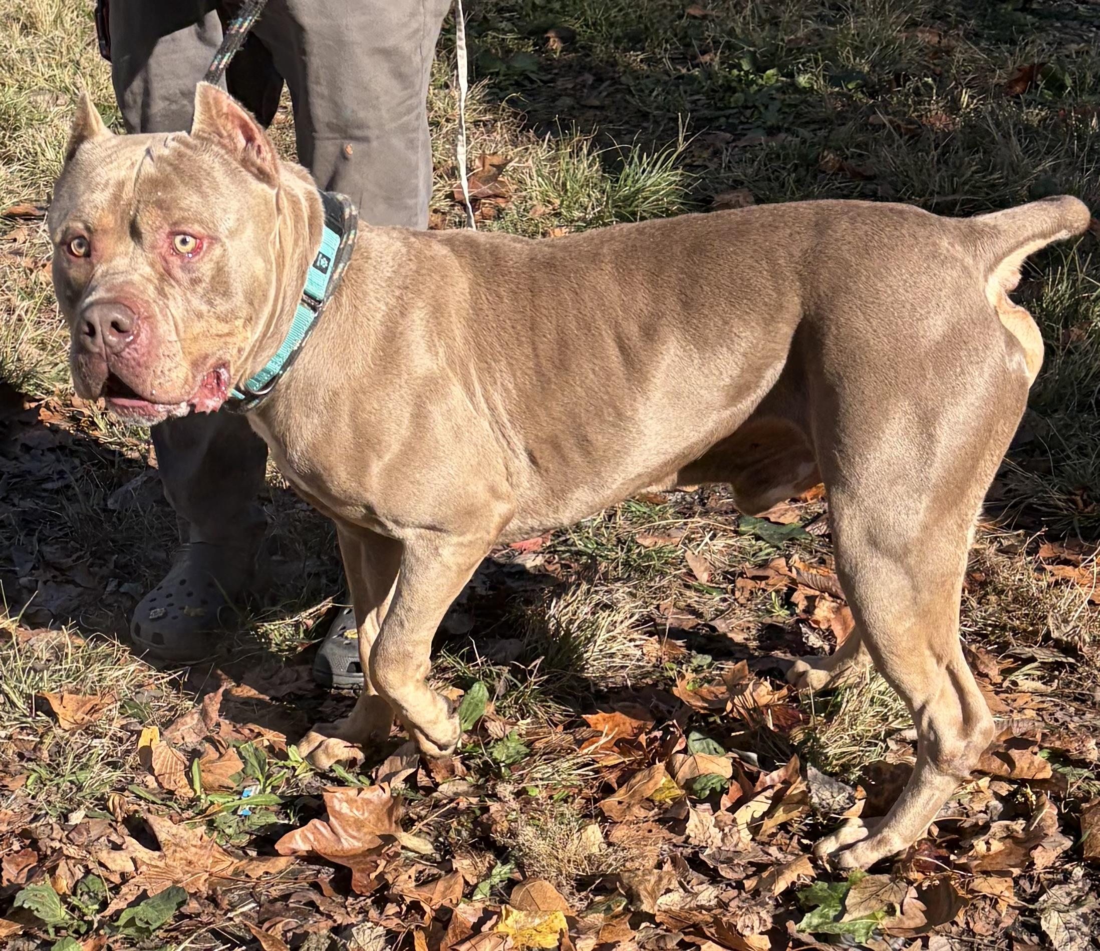 Enlarge Drax, a Adoptable American Bully in McKeesport, PA image 5/6