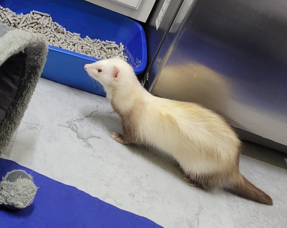 Jessica, ADOPTABLE, Adult Female Ferret.