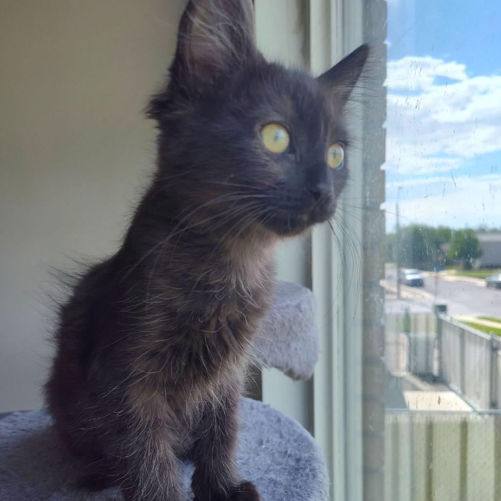 Enlarge Cannellini, a Adoptable Domestic Short Hair in Bountiful, UT image 1/3