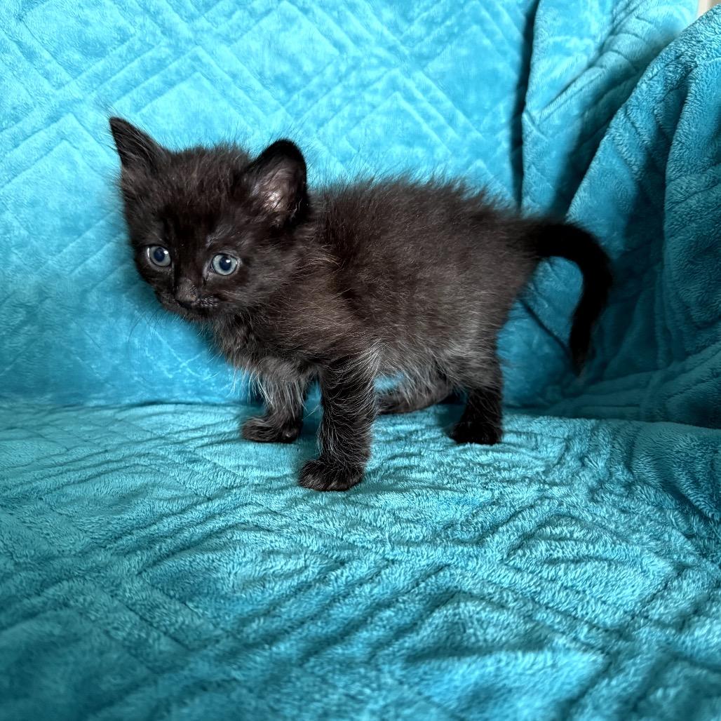 Enlarge Cannellini, a Adoptable Domestic Short Hair in Bountiful, UT image 2/3