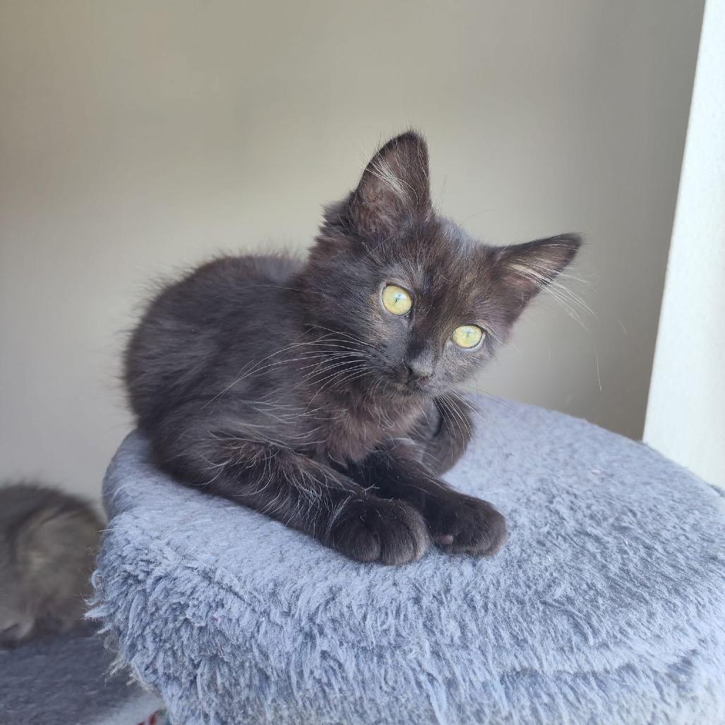 Enlarge Cannellini, a Adoptable Domestic Short Hair in Bountiful, UT image 3/3