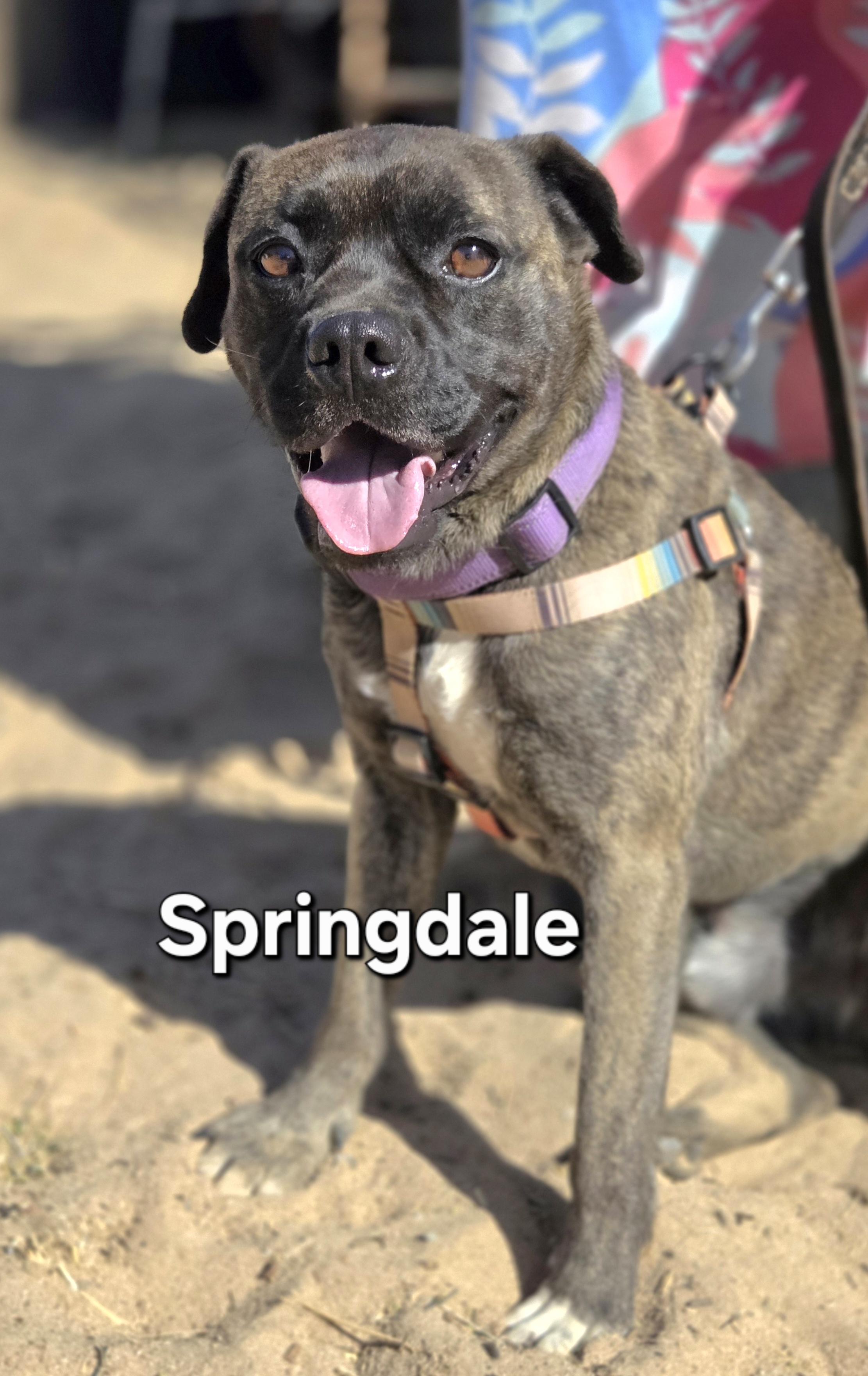 Enlarge Springdale, a ADOPTABLE mixed breed in Yucca Valley, CA image 1/1