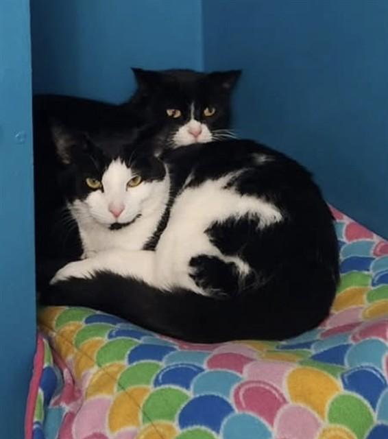 HAZEL, Adoptable, Young Female Domestic Short Hair.