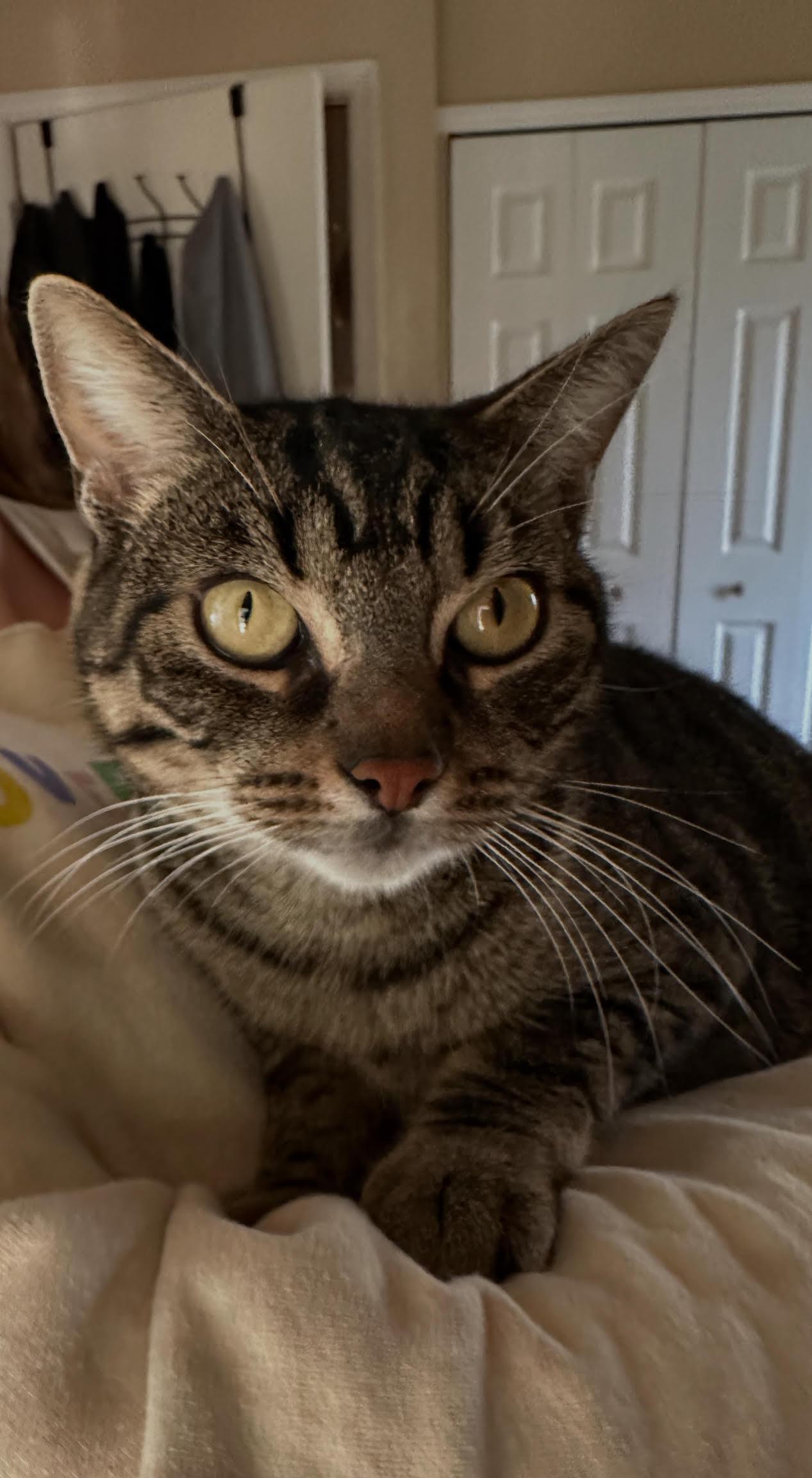 Cami, Adoptable, Young Female Domestic Short Hair.