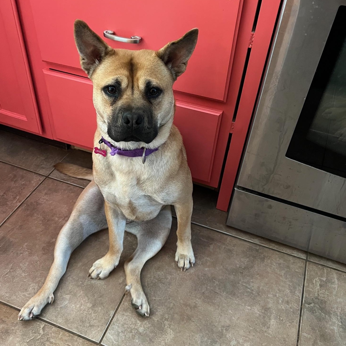 Wheat, an adoptable mixed breed in Mishawaka, IN image 1/6