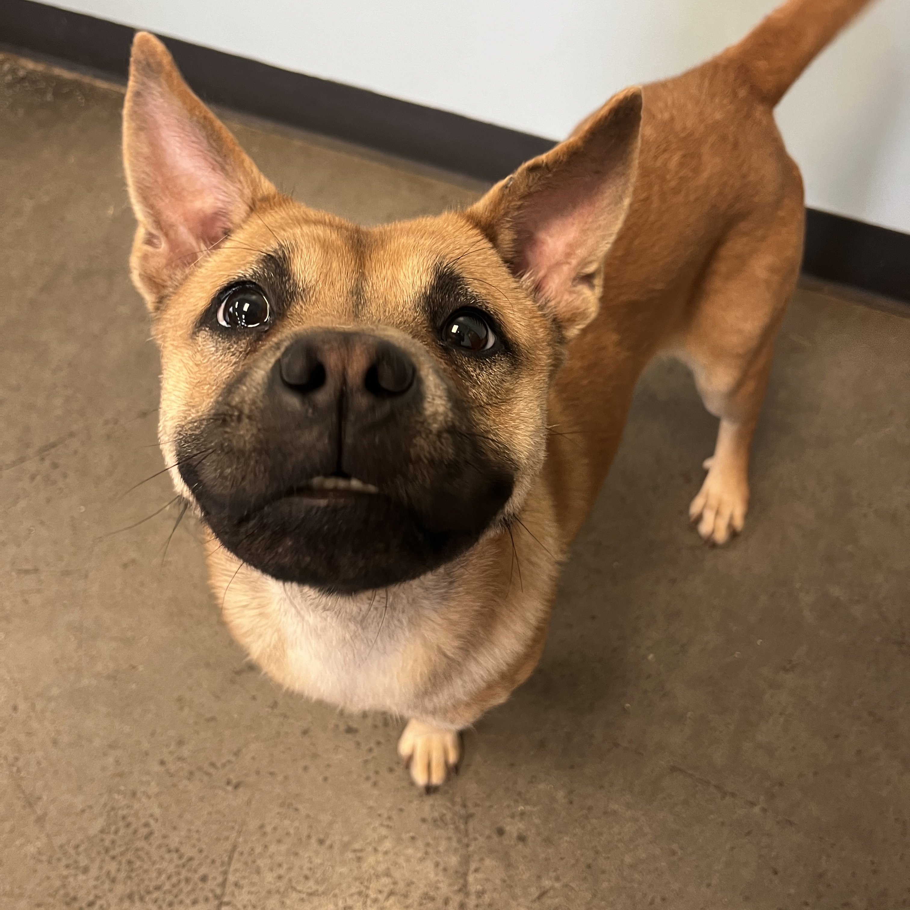 Wheat, an adoptable mixed breed in Mishawaka, IN image 4/6