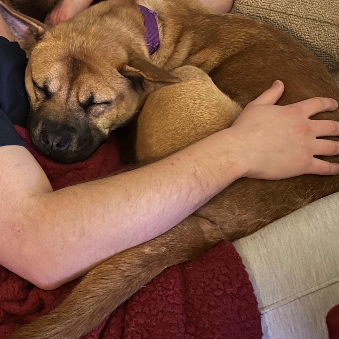 Wheat, an adoptable mixed breed in Mishawaka, IN image 2/6