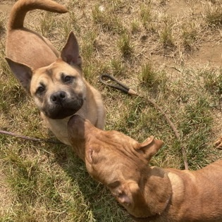 Wheat, an adoptable mixed breed in Mishawaka, IN image 5/6