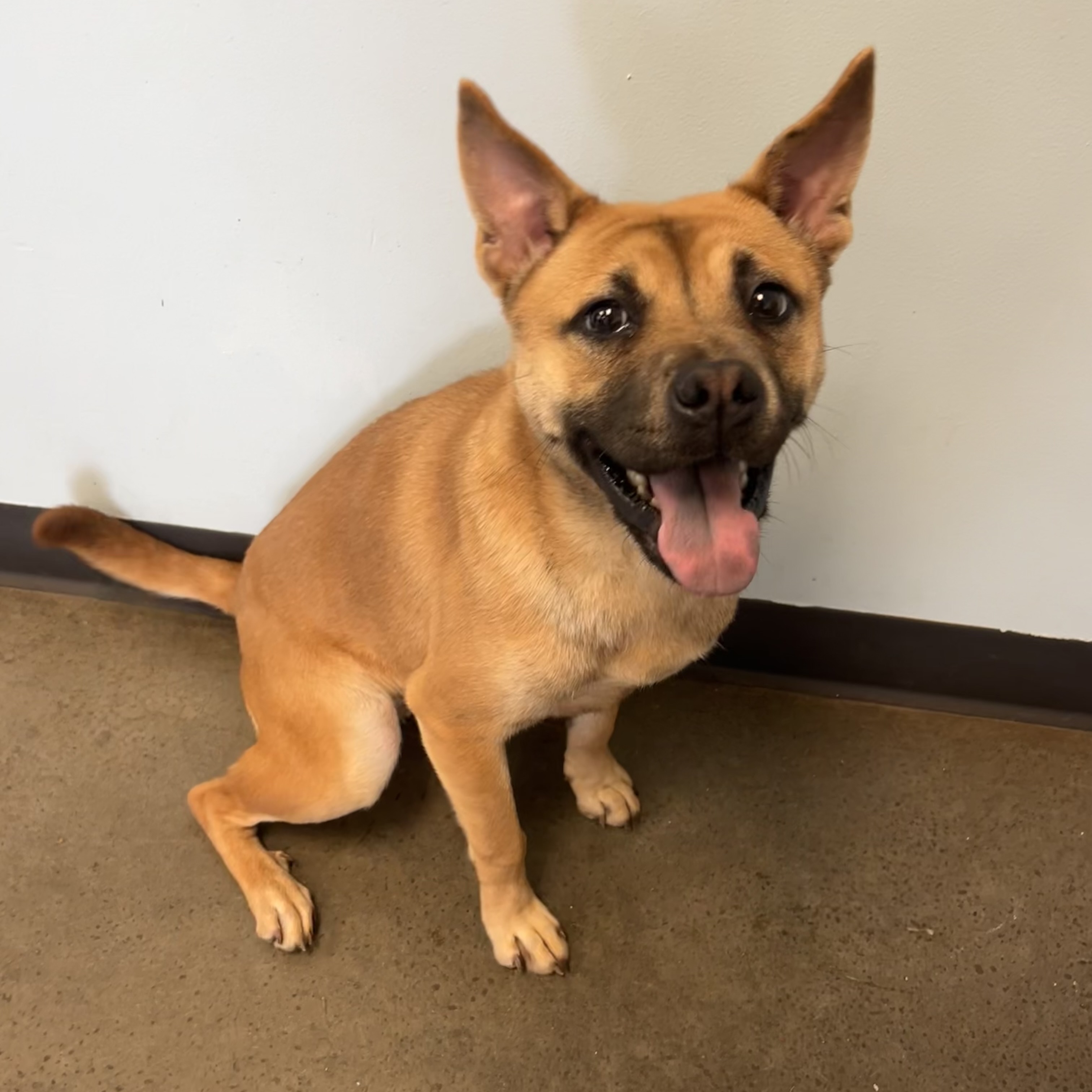 Wheat, an adoptable mixed breed in Mishawaka, IN image 6/6