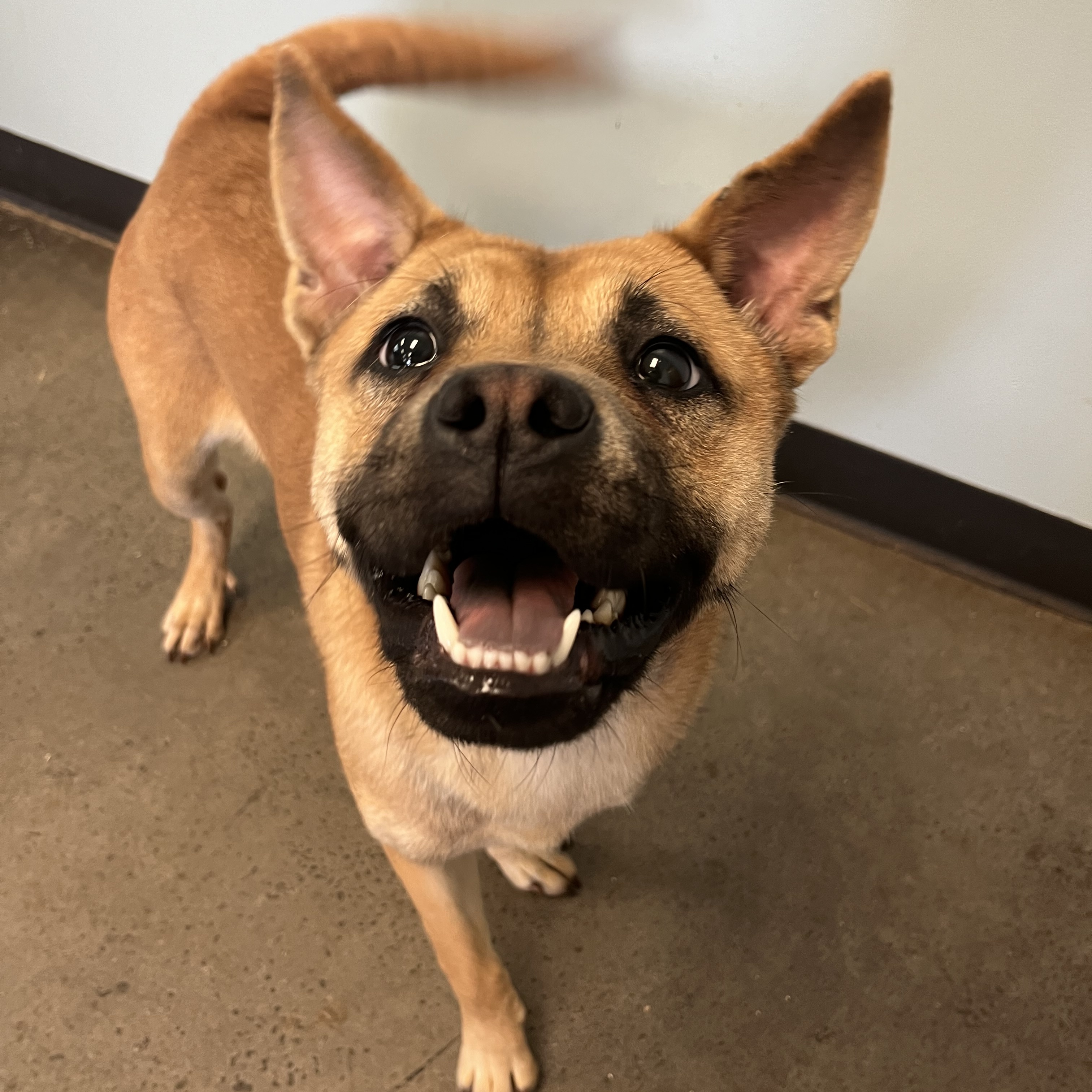 Wheat, an adoptable mixed breed in Mishawaka, IN image 3/6